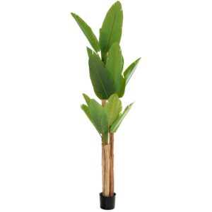 ΦΥΤΟ ΜΠΑΝΑΝΙΑ 260ΕΚ. Χ3 ΜΕ 23 ΦΥΛΛΑ ΣΕ ΜΑΥΡΗ ΠΛΑΣΤΙΚΗ ΓΛΑΣΤΡΑ