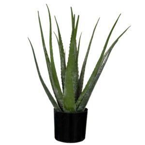 ΦΥΤΟ ΑΛΟΗ ΜΕ 18 ΦΥΛΛΑ 50EK ΣΕ ΠΛΑΣΤΙΚΟ ΚΑΣΠΩ Φ12.5Χ11.5ΕΚ