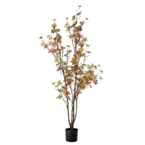 ΦΥΤΟ ENKIANTHUS ΜΕ 150 ΦΥΛΛΑ 120ΕΚ ΣΕ ΠΛΑΣΤΙΚΟ ΚΑΣΠΩ Φ12.5Χ11.5ΕΚ